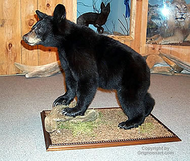 taxidermy standing bear